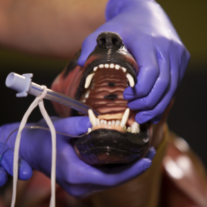 Canino Sintetico Syndaver