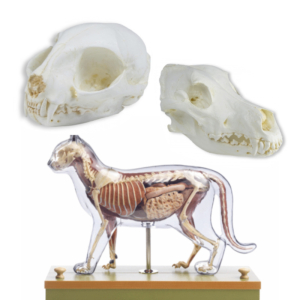 maquetas anatomicas realistas